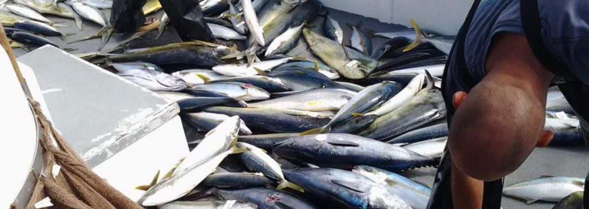 So Cal Tuna Fishing – SD Bred Reared And Raised