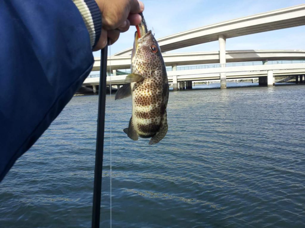 Spotted Bay Bass