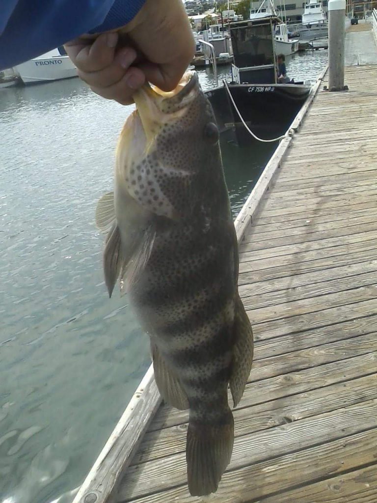 Spotted Bay Bass 