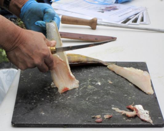 Fillet Knives for Fish – Who Makes the Cut?
