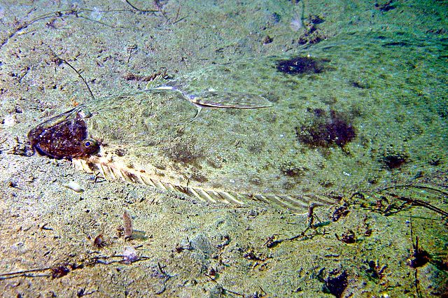 How To Catch California Halibut