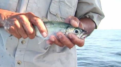 Saltwater Fishing Live Bait – Belly Hook