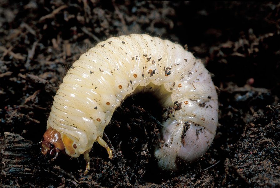 What is a Grub? – Lawn Pests & Fishing Bait