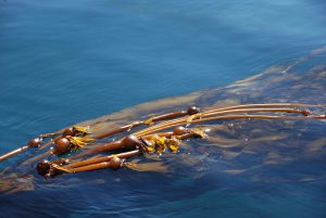 Ocean Kelp